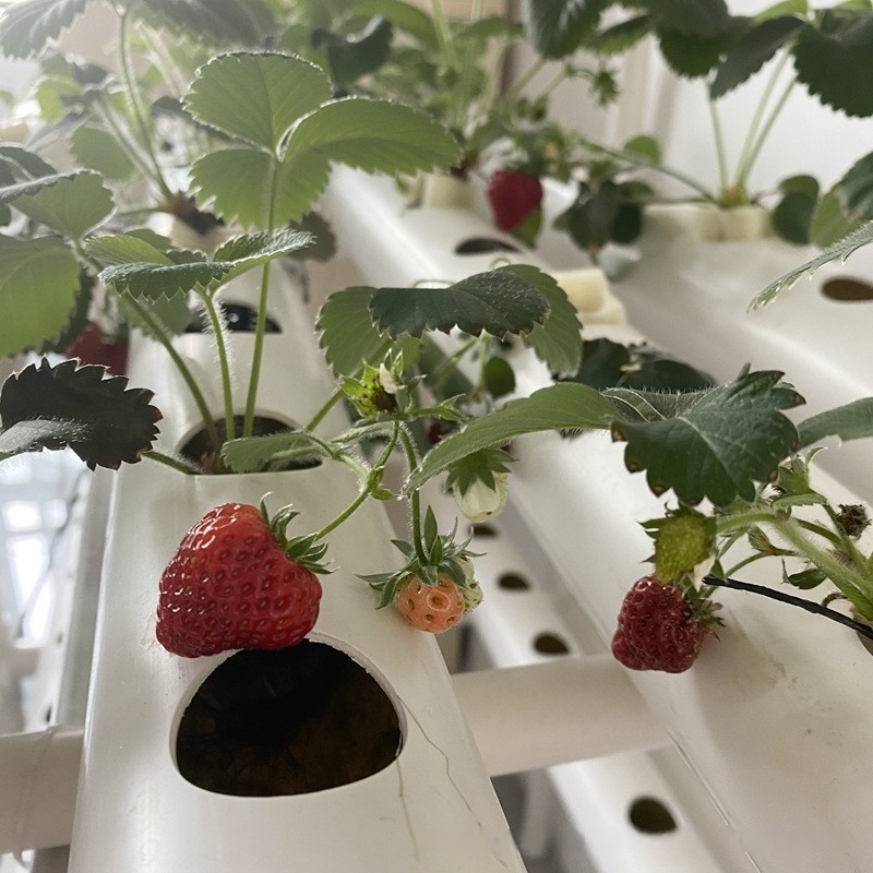Hydroponic Channel Pipe PVC Ag - Hydroponic Farming Agriculture ulasan dan harga