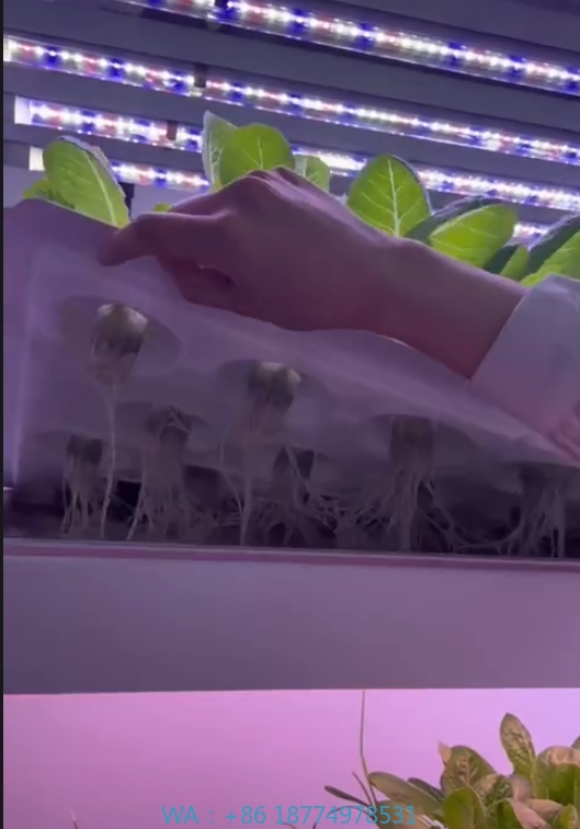 f Greenhouse Agricultural Equi - Hydroponic Farming Agriculture ulasan dan harga