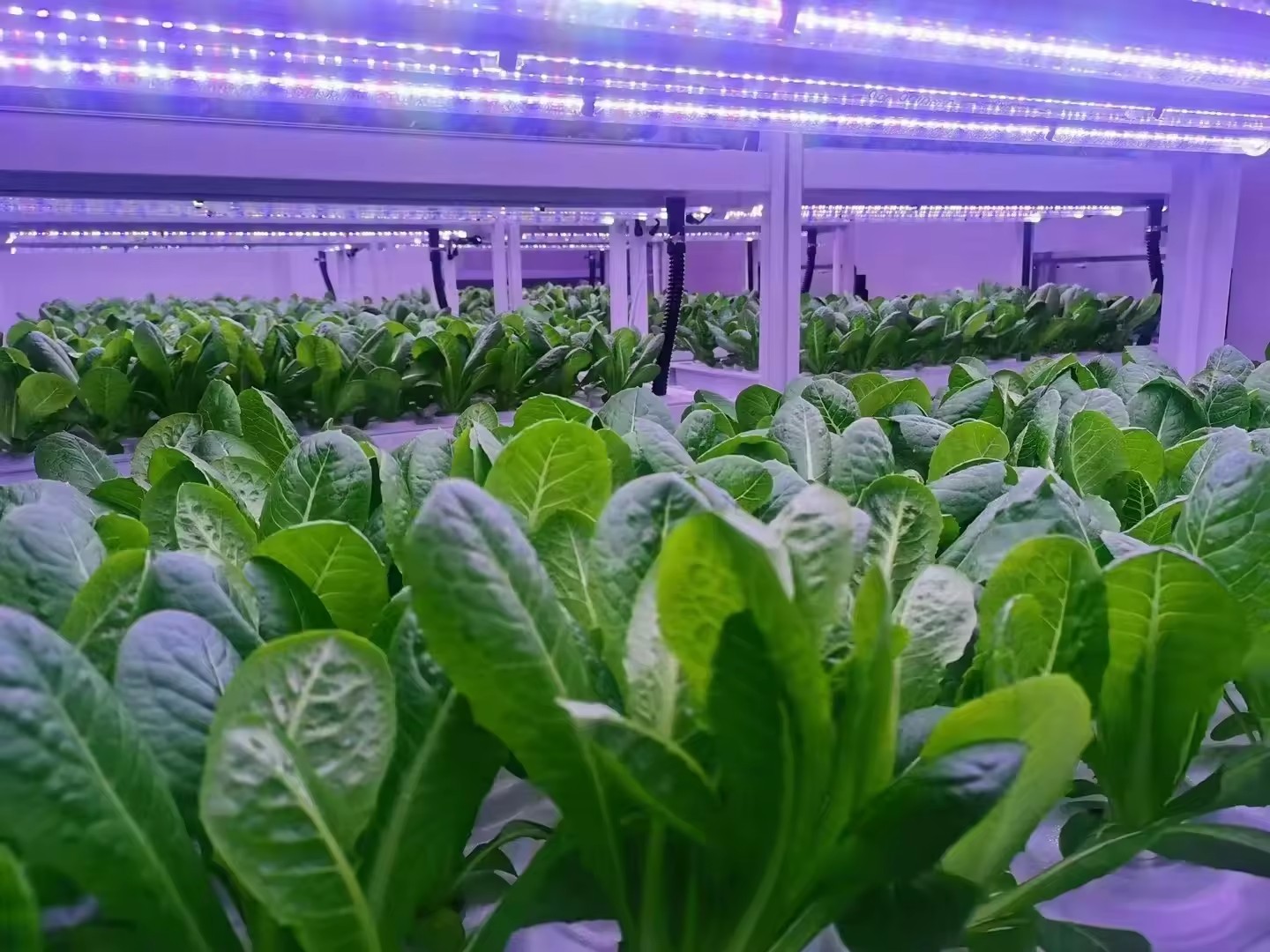 f Greenhouse Agricultural Equi - Hydroponic Farming Agriculture ulasan dan harga