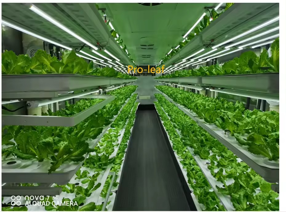 f Greenhouse Agricultural Equi - Hydroponic Farming Agriculture ulasan dan harga