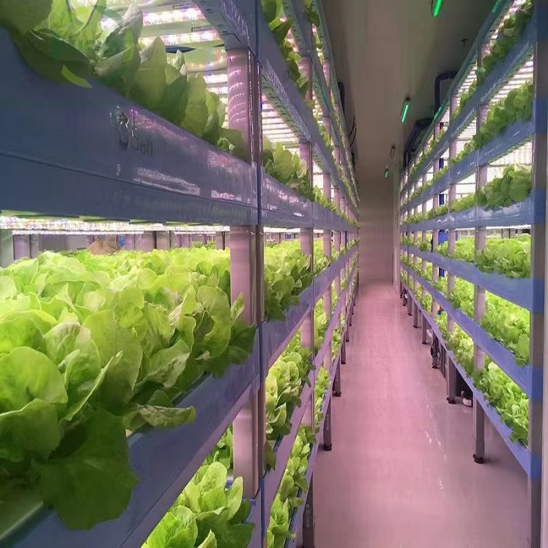 Custom Agricultural Greenhouse - Hydroponic Farming Agriculture ulasan dan harga