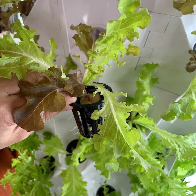 Agricultural Greenhouses Verti - Hydroponic Farming Agriculture ulasan dan harga