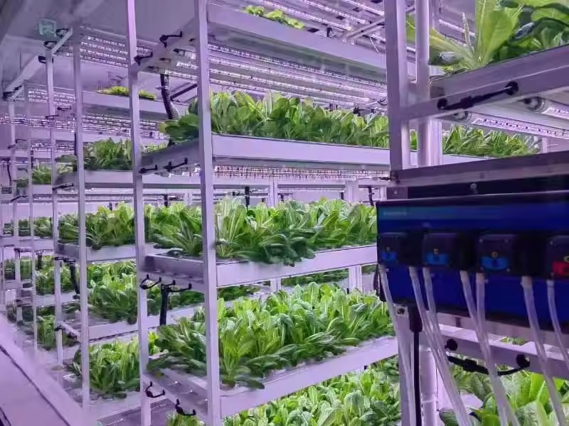 Vertical Farm Hydroponic Tower - Hydroponic Farming Agriculture ulasan dan harga