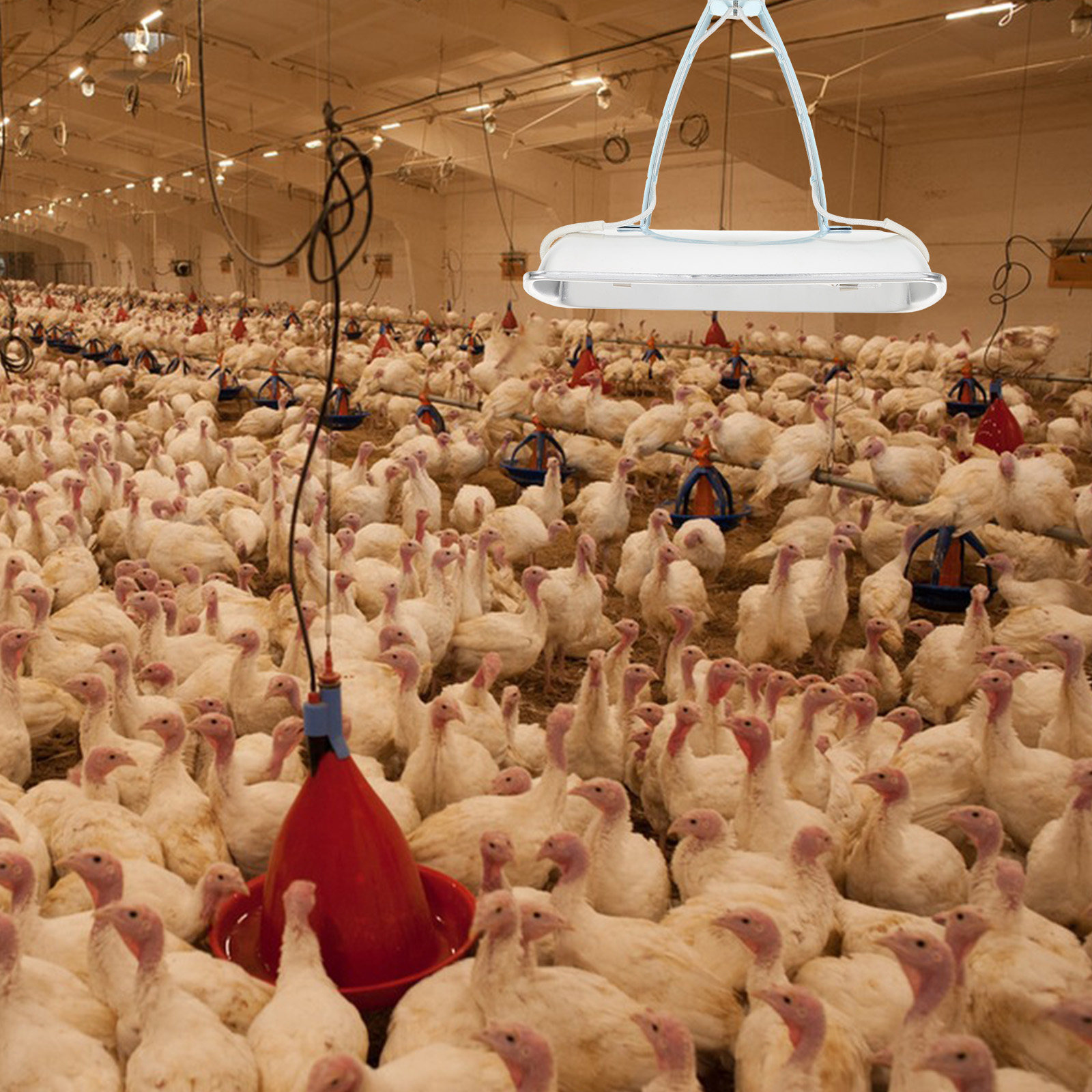 Pig Farm Heat Lamp E27 Bulb Fo - Farming & Agriculture Word Stacks ulasan dan harga