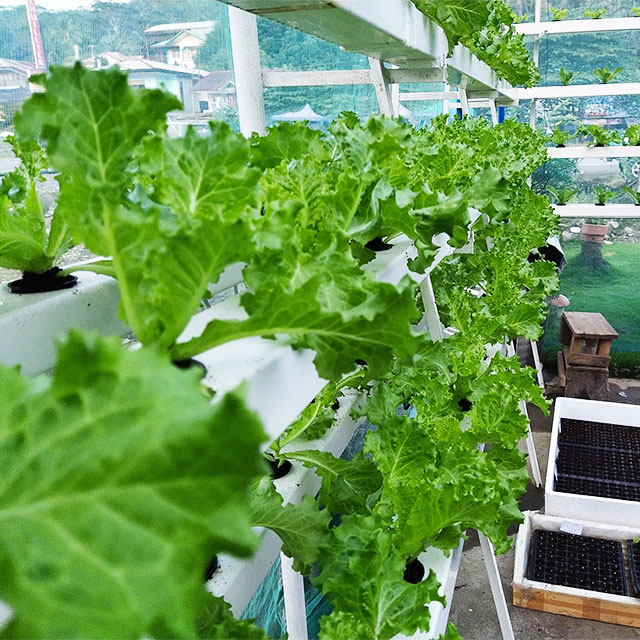 Agricultural Greenhouses Lettu - Hydroponic Farming Agriculture ulasan dan harga